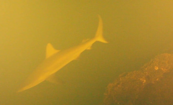 Kavachi-tubarões-vulcão-tricurioso