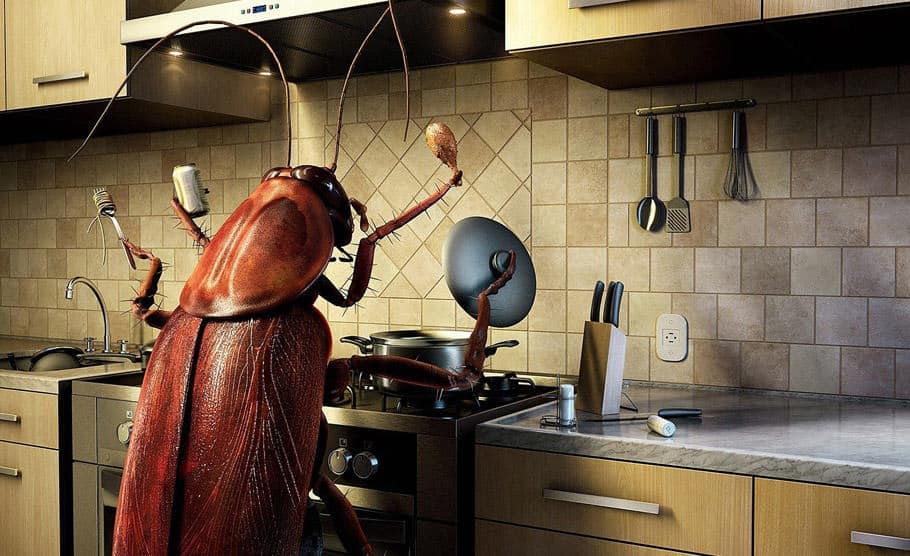 insetos na cozinha tricurioso