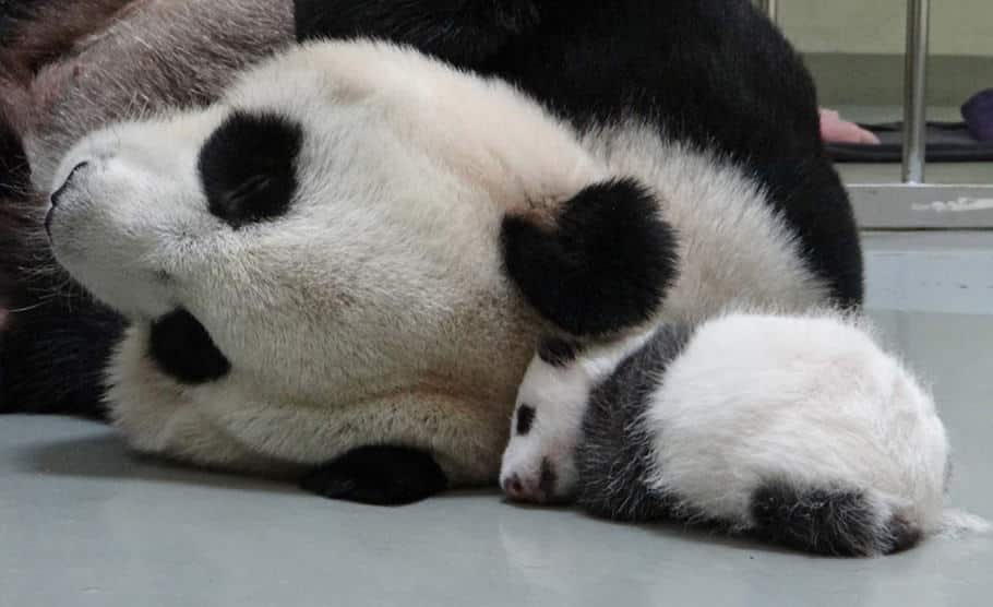 panda simula gravidez tricurioso 1