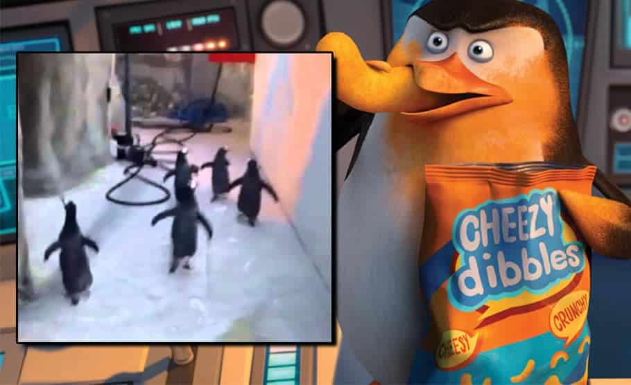 pinguins fogem de zoo na dinamarca tricurioso