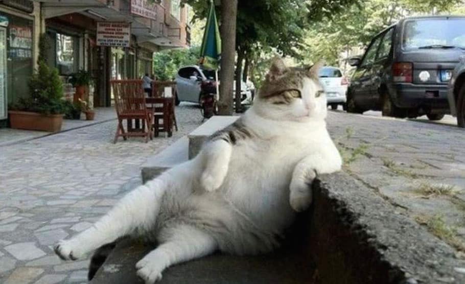 gato turco ganha estatua em istambul