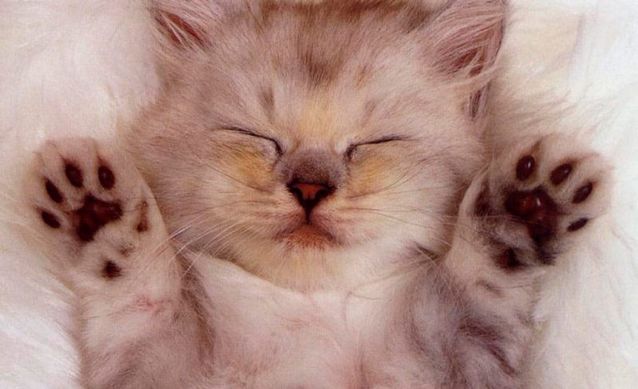 Por Que Gatos Dormem Tanto Tricurioso 1