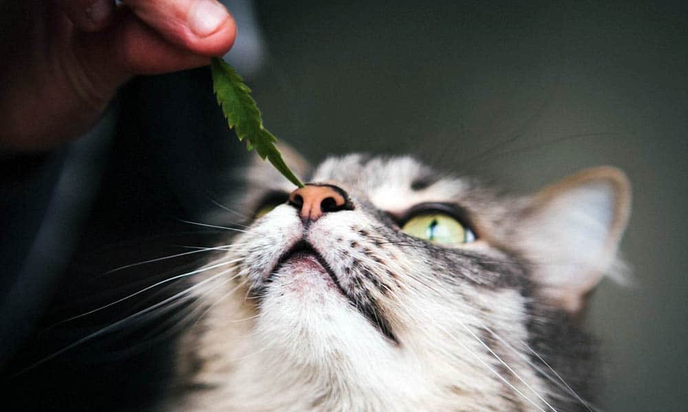 lei dos eua libera remédios a base de cannabis para animais domesticos gato