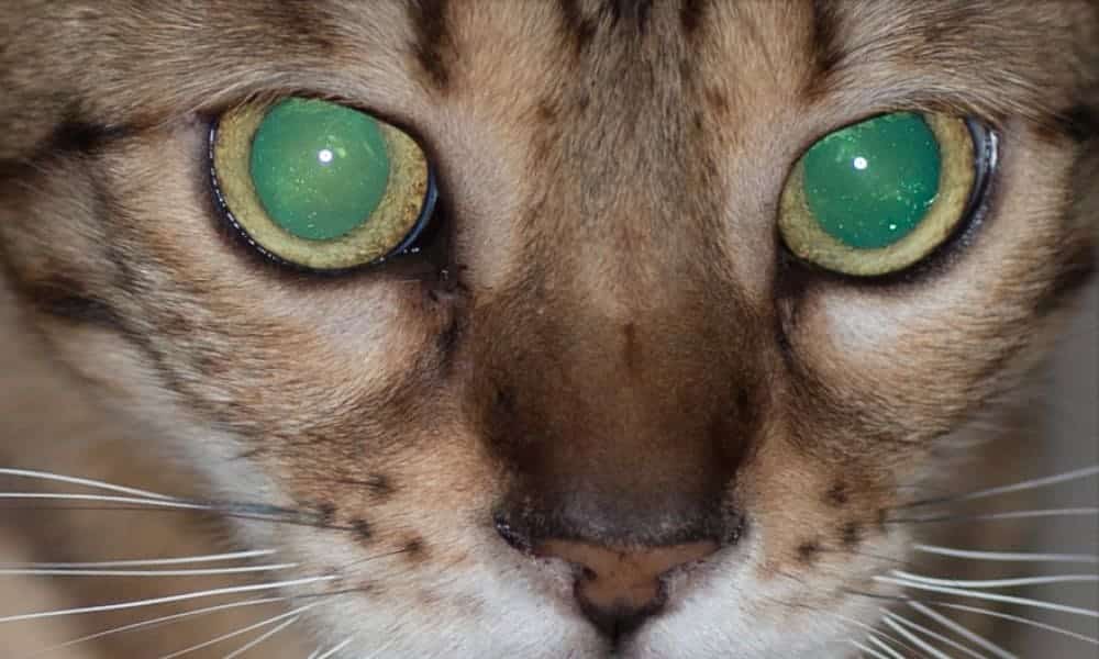 por que olhos gato brilham escuro tricurioso