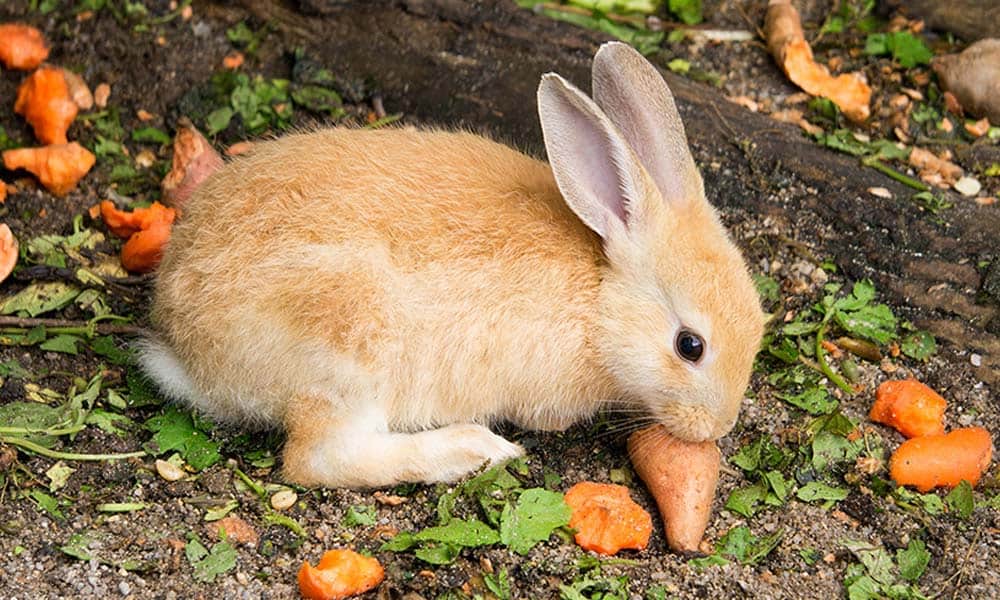 coelhos gostam de cenoura 1
