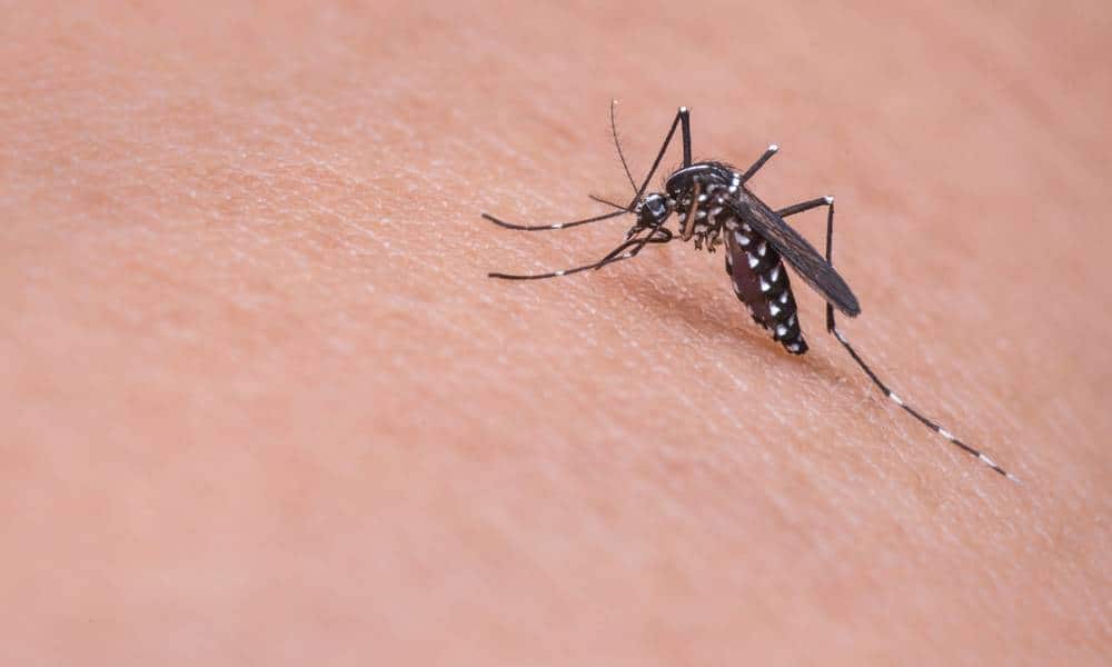 curiosidades interessantes sobre os mosquitos