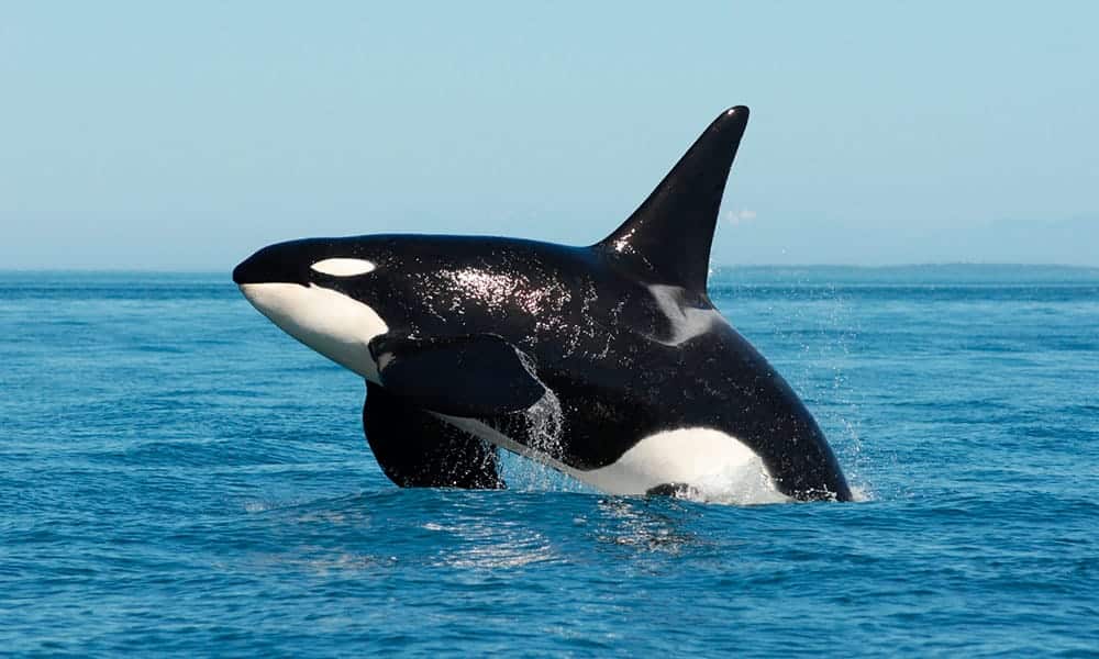 7 Incríveis curiosidades sobre as Orcas - TriCurioso