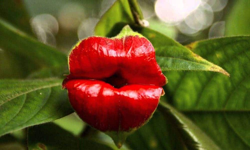conheca a curiosa flor do beijo