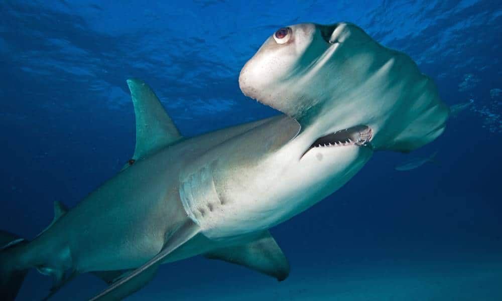 por que alguns tubaroes tem a cabeca em forma de martelo