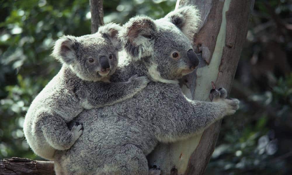 por que os coalas abracam as arvores
