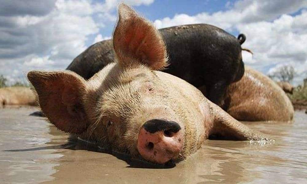 por que os porcos gostam de lama