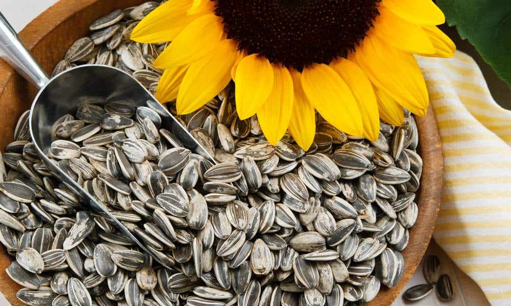 quais sao os beneficios da semente de girassol para a saude