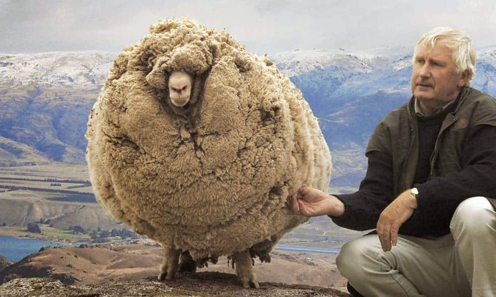 a curiosa historia de shrek a ovelha que escapou da tosquia por 6 anos