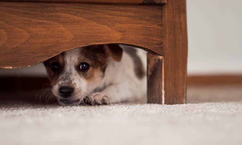 por que os cachorros gostam de se esconder debaixo das camas