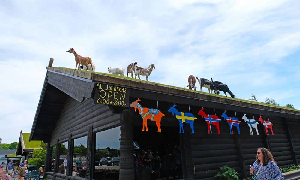 conheca o restaurante que atrai turistas por manter cabras no telhado