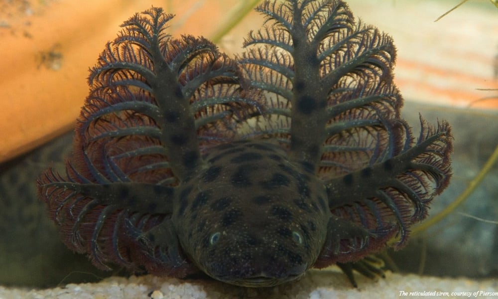 salamandra natal tricurioso