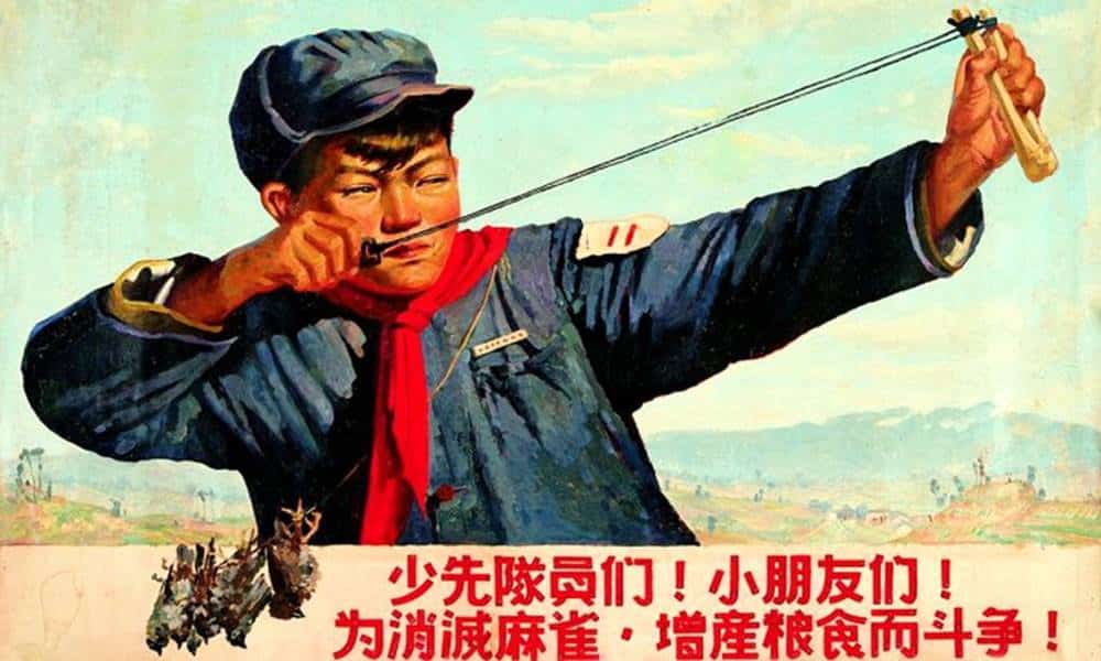 a historia da guerra contra os pardais que acabou matando milhoes de chineses