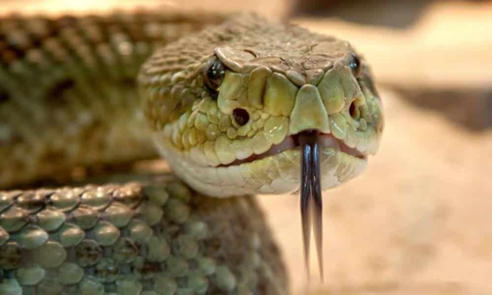 as cobras sao imunes ao seu proprio veneno