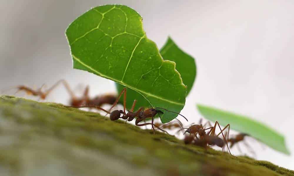 por que as formigas levam folhas para o formigueiro