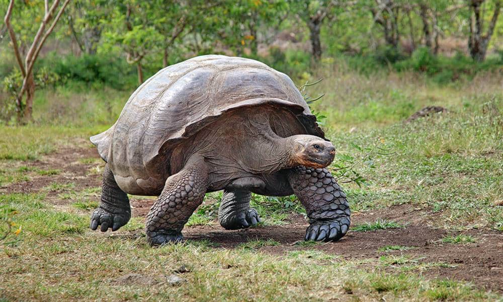 por que as tartarugas gigantes vivem tanto tempo