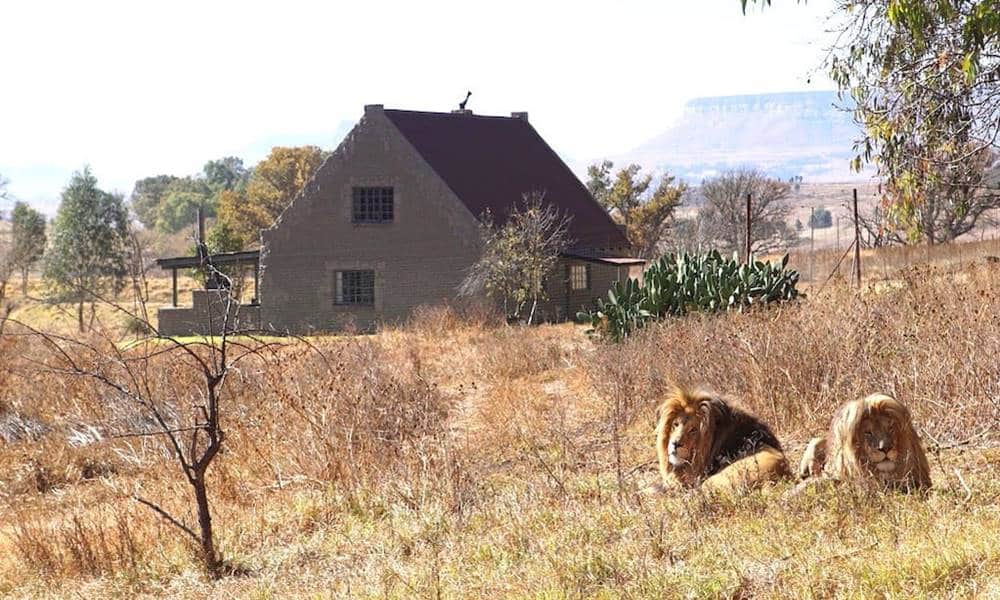 voce sabia que pode se hospedar em uma casa cercada por mais de 70 leoes