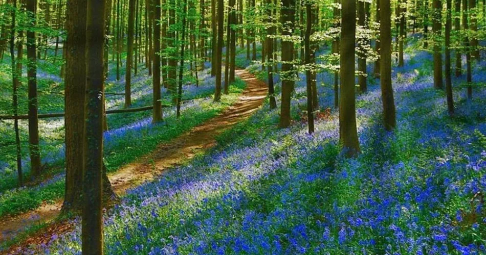 conheca hallerbos a floresta azul da belgica 2.jpg