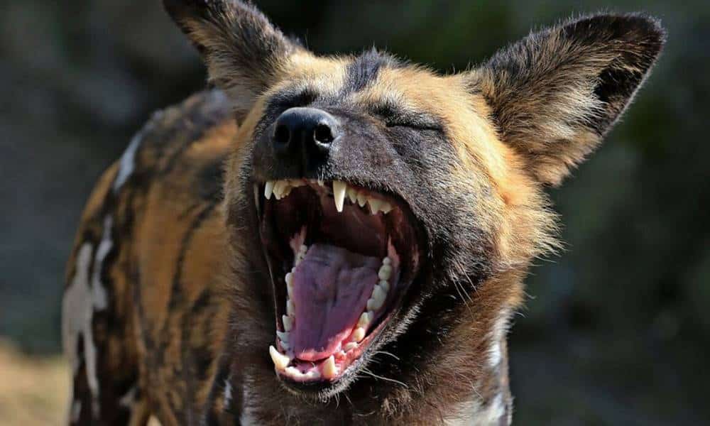 por que as hienas vivem dando risada