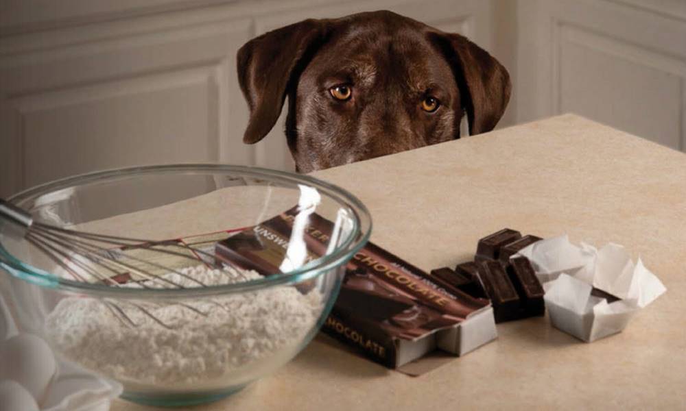 por que os cachorros nao devem comer chocolate
