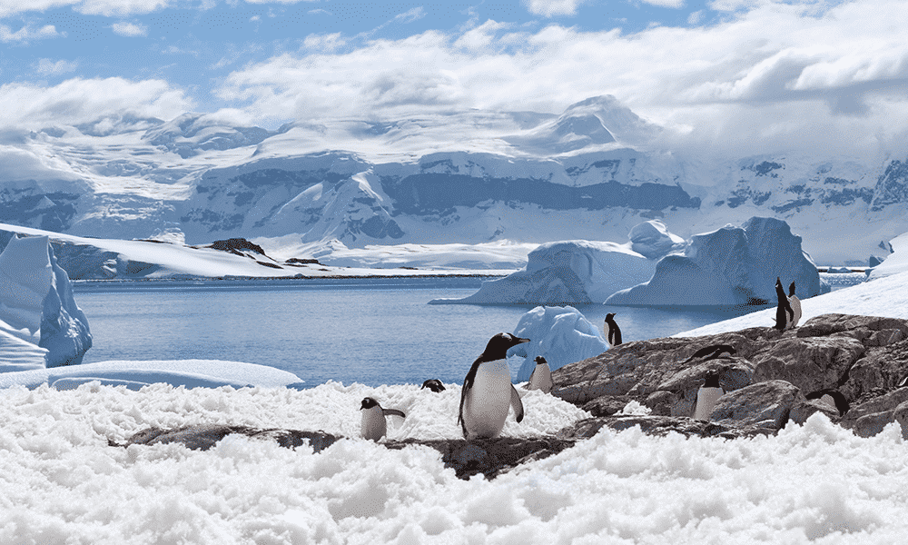 antartiida pinguins tri curioso
