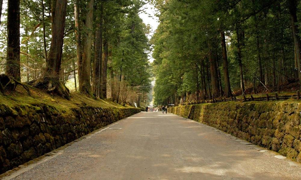 conheca a avenida arborizada mais longa do mundo