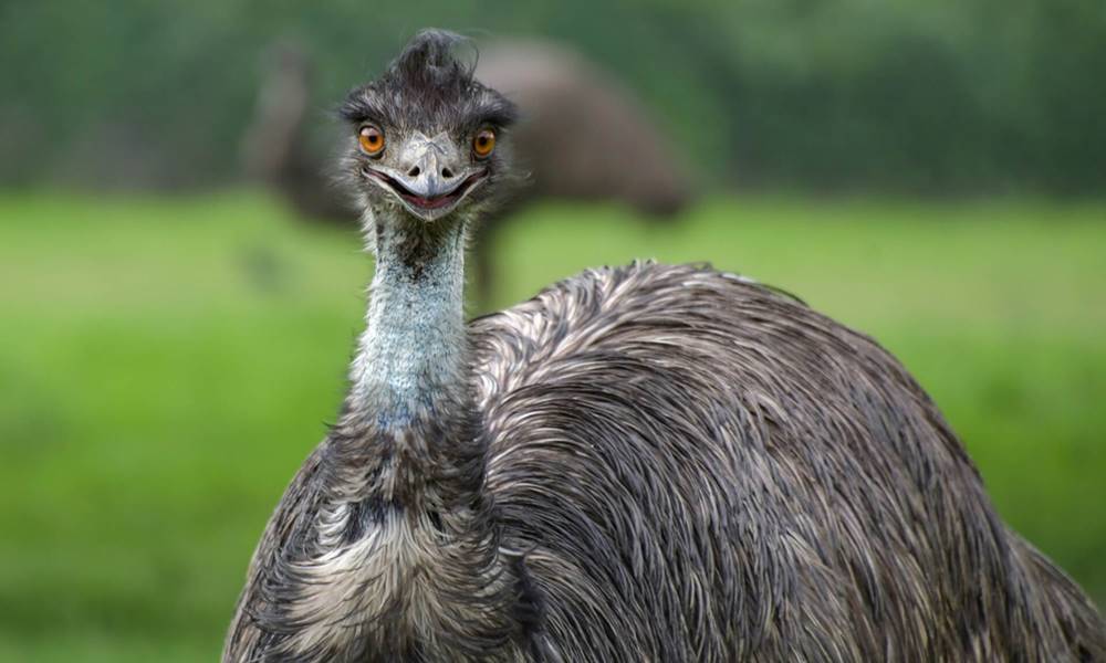 o que e um emu