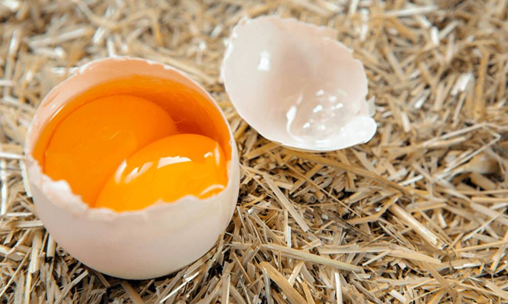 por que alguns ovos tem duas gemas