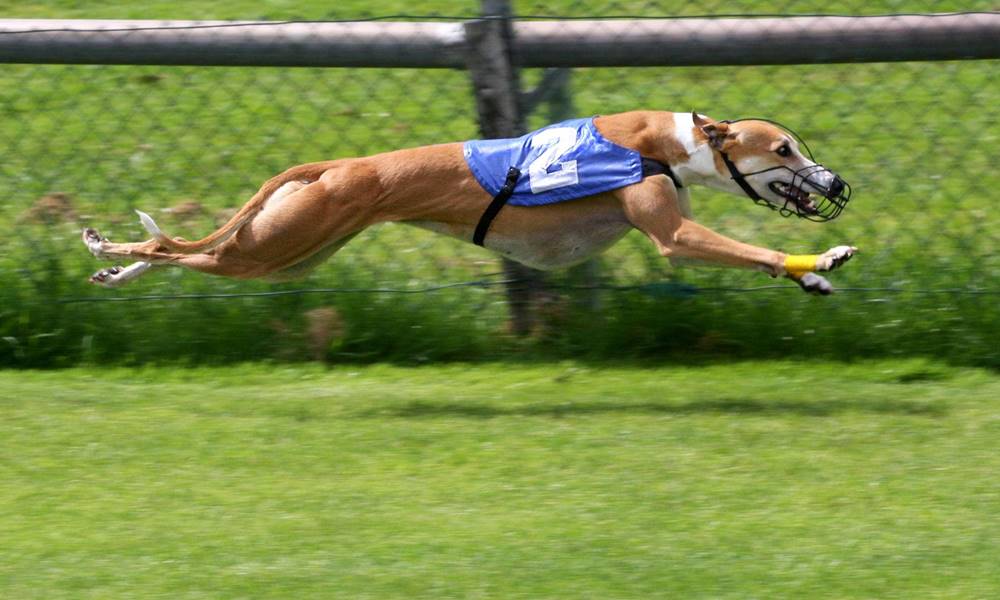 qual e a raca canina mais veloz do mundo