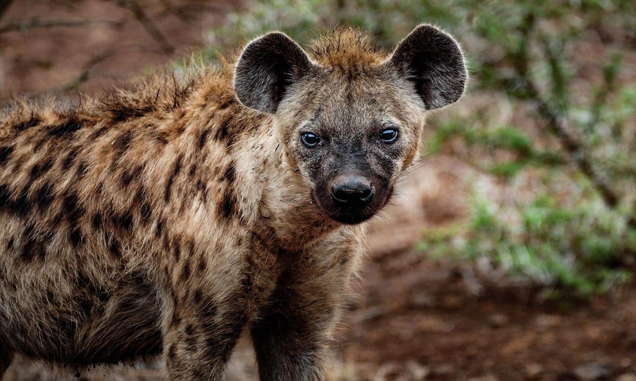 curiosidades hienas tricurioso