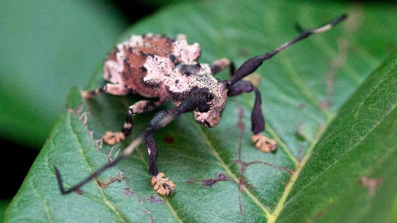 o curioso besouro escorpiao que e capaz de de injetar toxinas atraves de suas antenas tricurioso