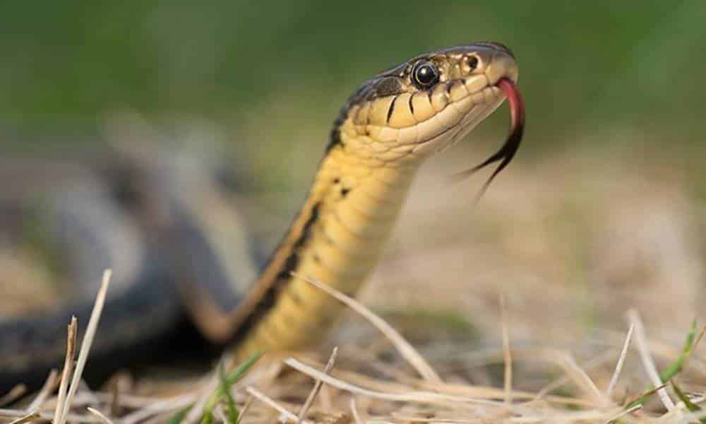 por que as cobras vivem mostrando a lingua