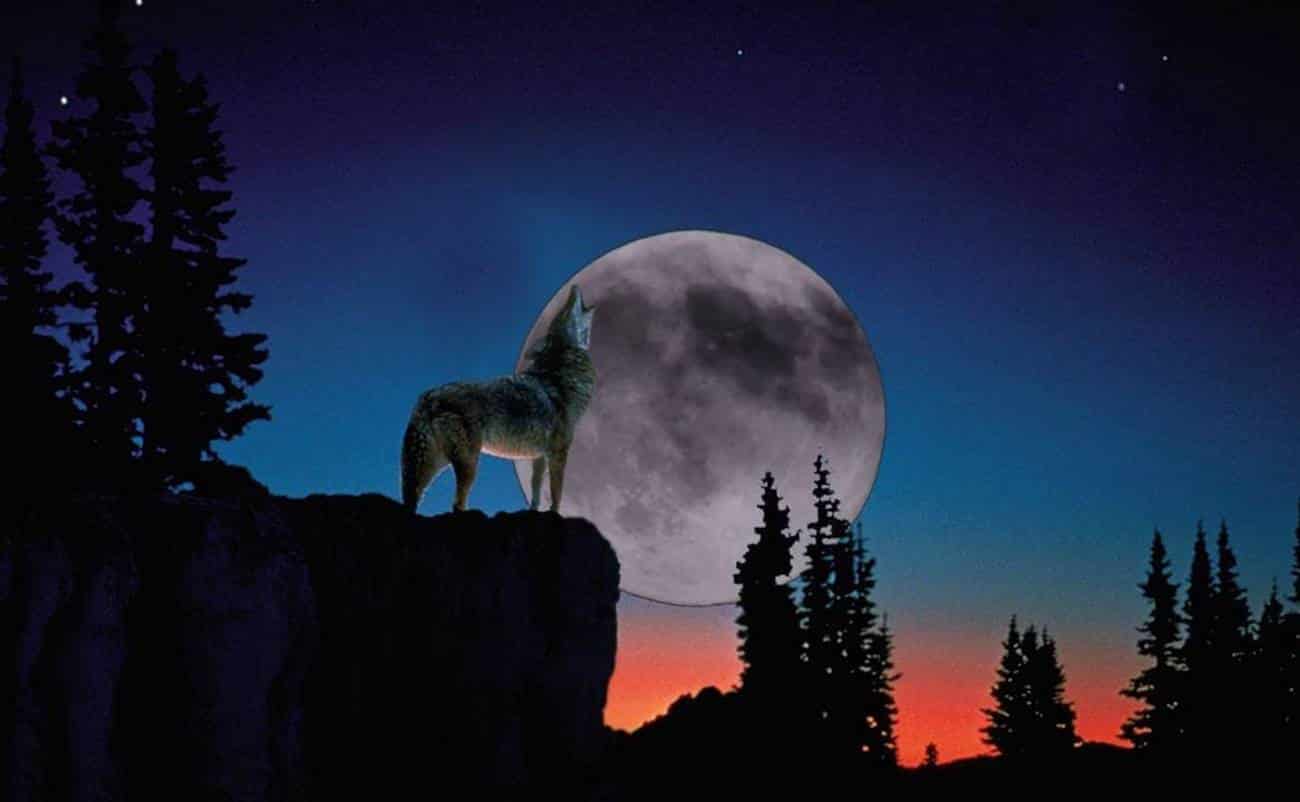 Ночь волков читать. Волк воет на луну. Волк ночь Луна. Волк на фоне Луны. Волк в ночи.