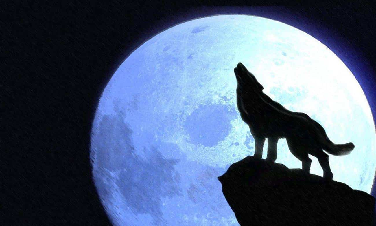e verdade que os lobos uivam para a lua