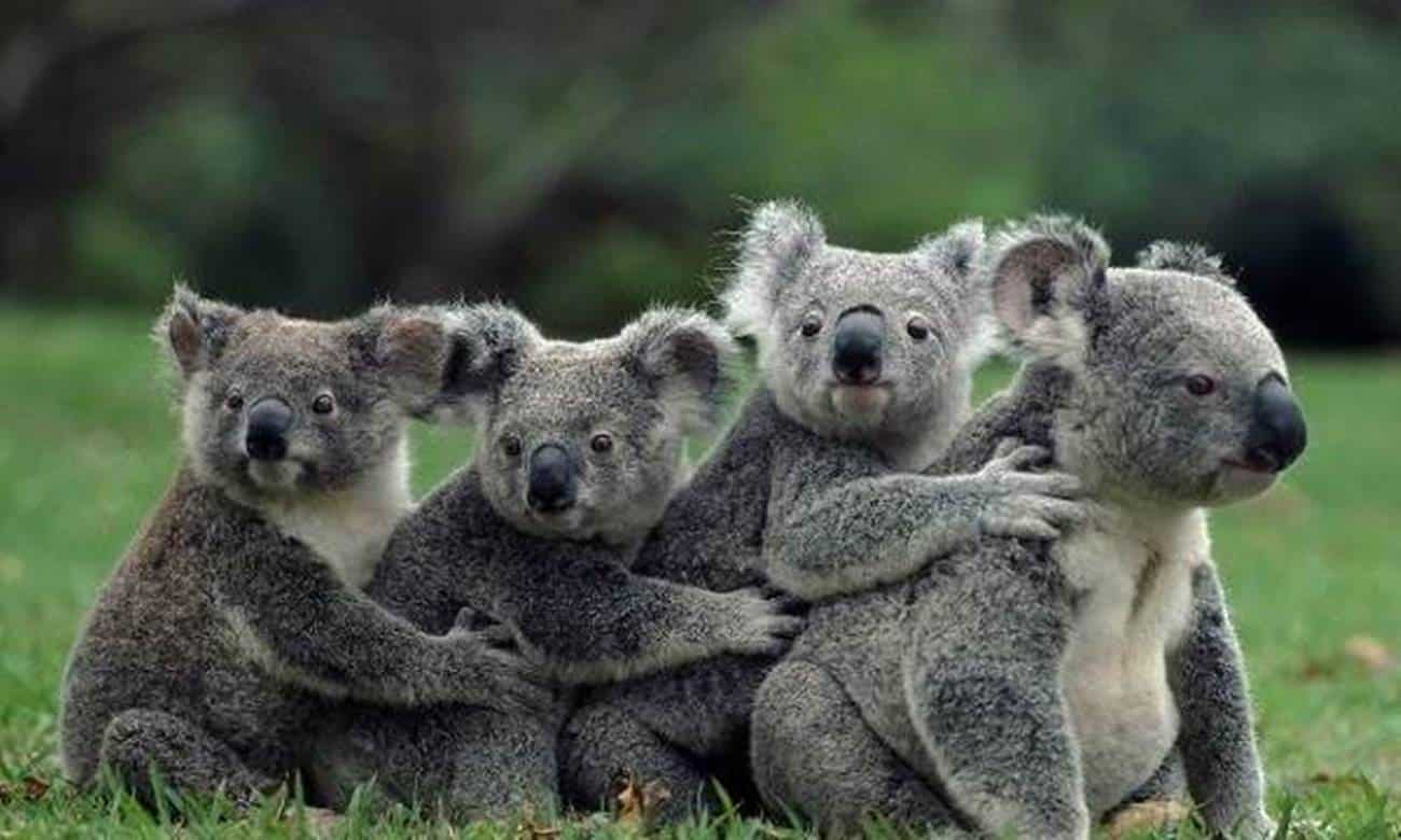 fatos curiosos sobre os coalas