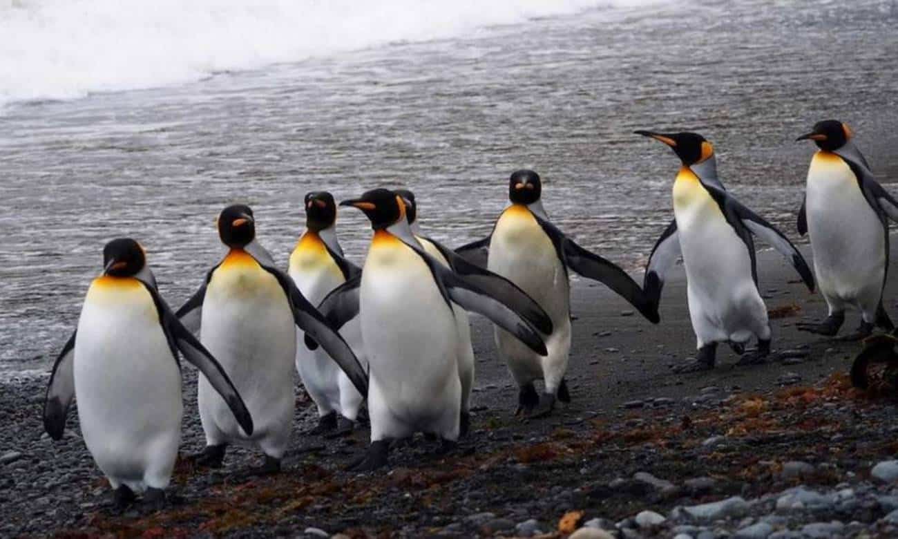 os pinguins tem joelhos