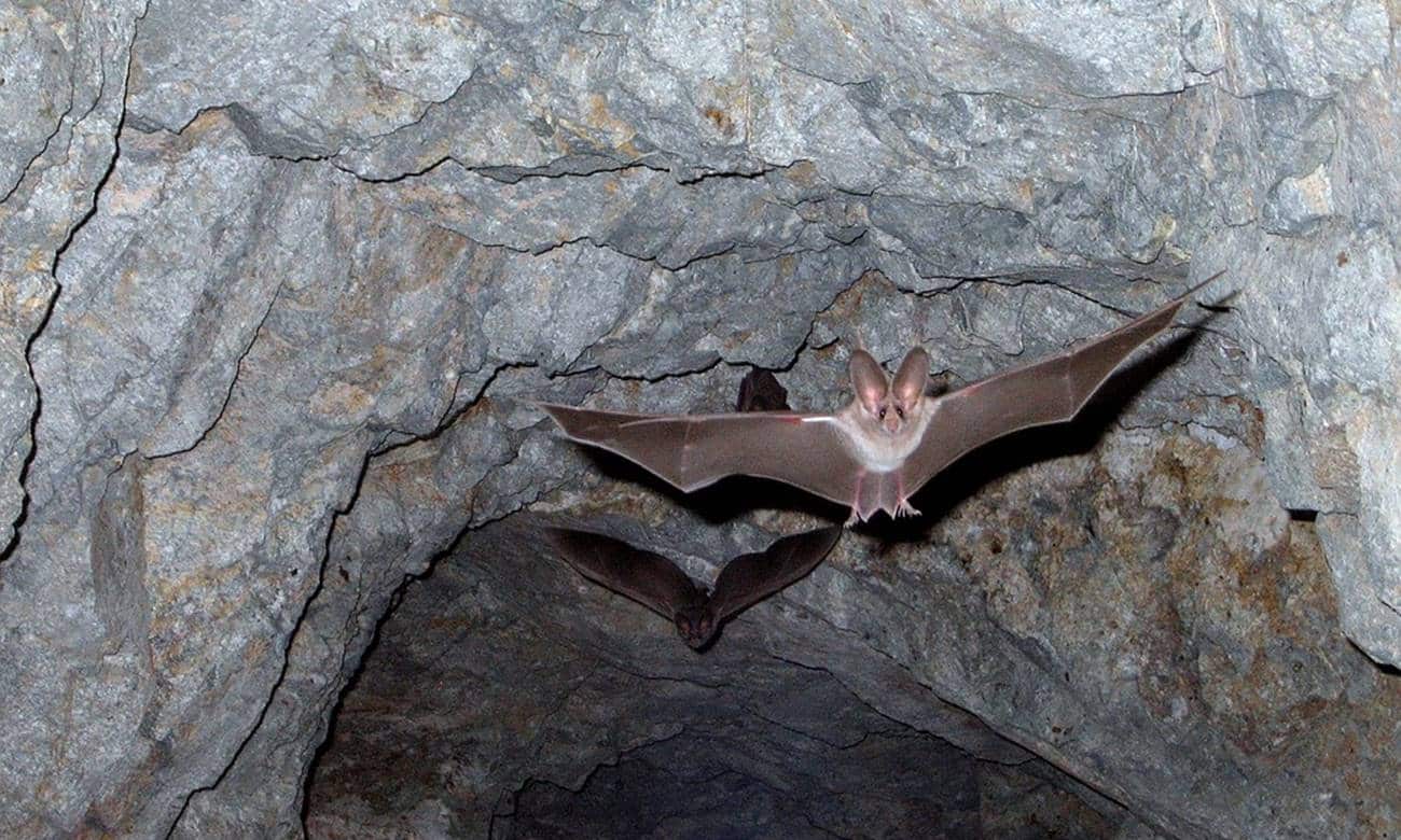 por que os morcegos gostam de viver em cavernas