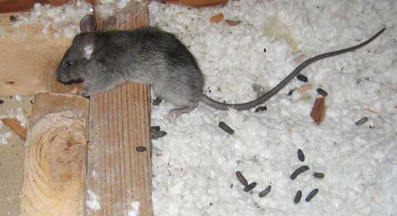 Мыши погрызли