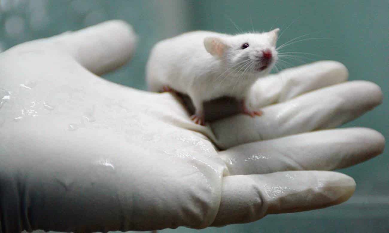 por que os ratos sao os animais mais usados em experiencias cientificas