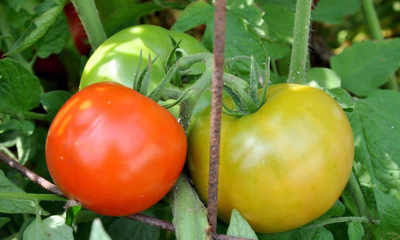 por que as frutas mudam de cor quando amadurecem