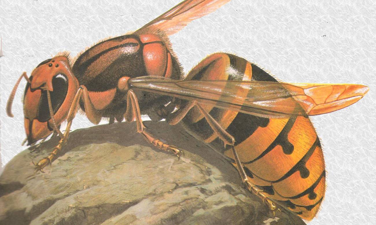Conheça alguns dos insetos mais perigosos do mundo