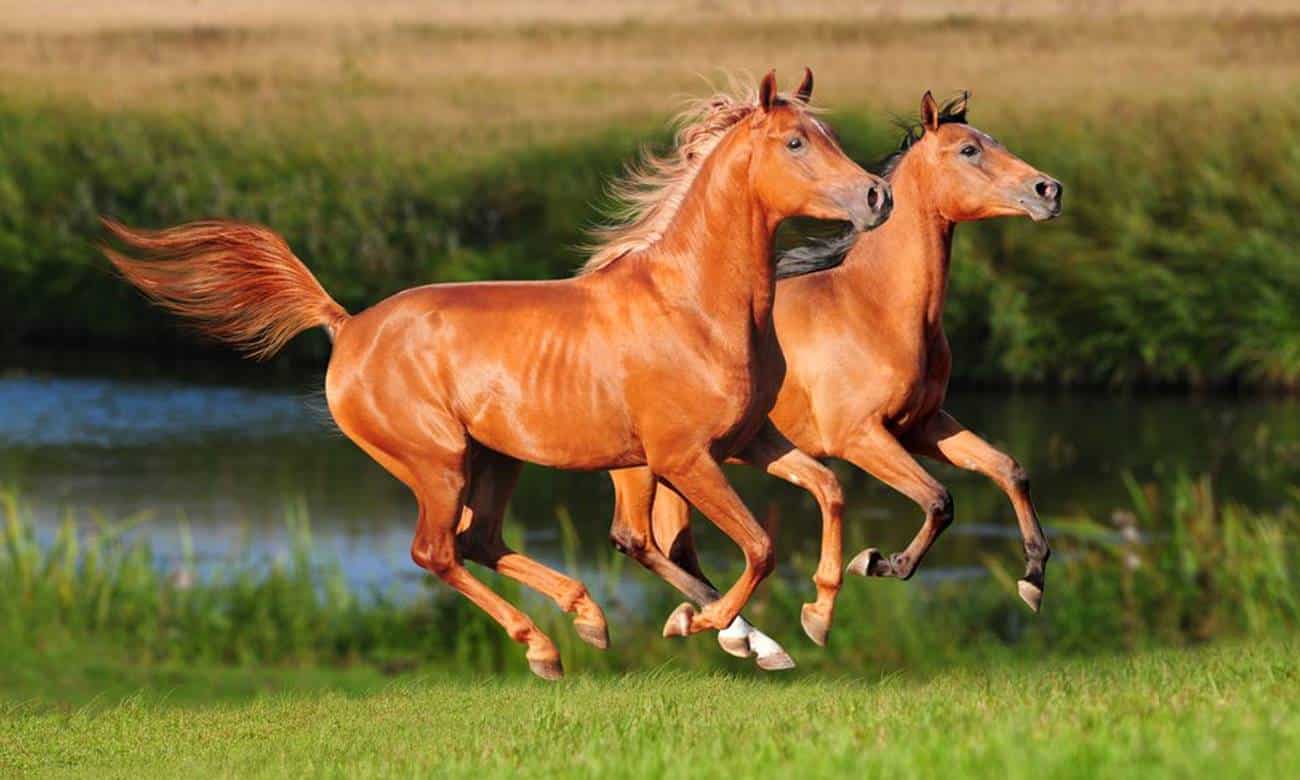saiba quais sao as racas de cavalos mais caras do mundo
