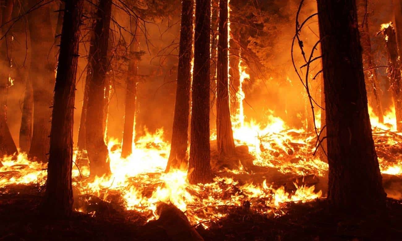 o que aconteceria com a terra se a floresta amazonica fosse completamente queimada