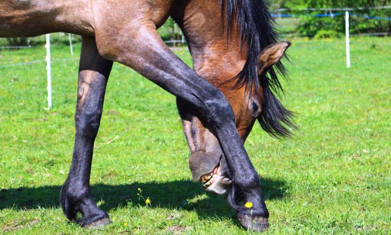 por que os cavalos sao sacrificados quando quebram alguma perna