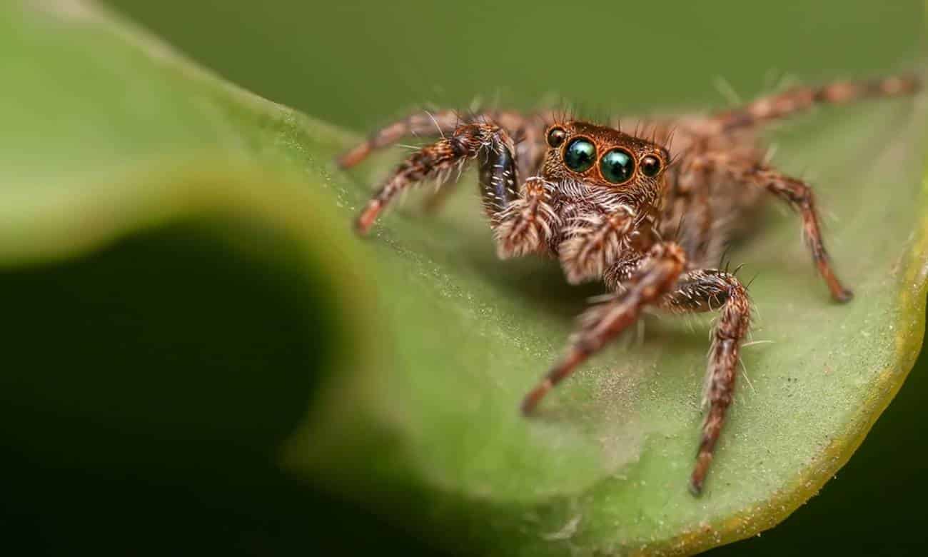 quantos olhos as aranhas tem