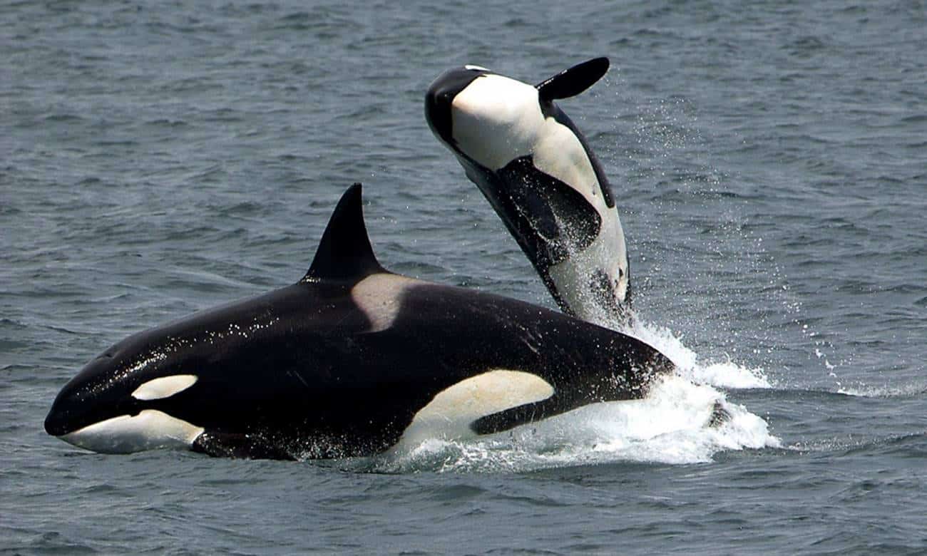voce sabia que as orcas nao sao baleias